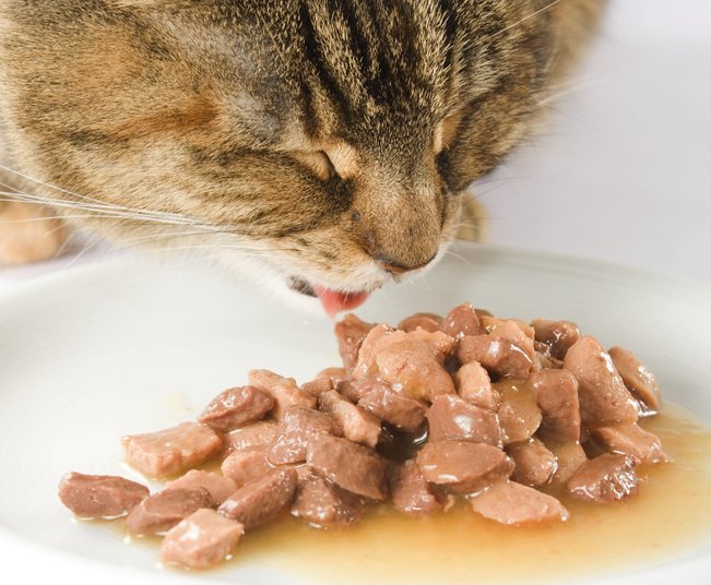 Cat eating balanced food