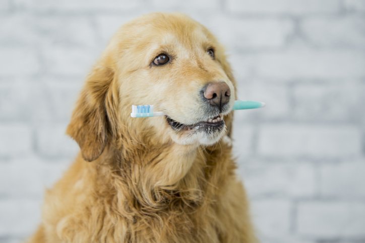 Dog with a brush teeth in his mouth